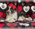 Small Photo #12 Cowboy Corgi Puppy For Sale in LAKELAND, FL, USA