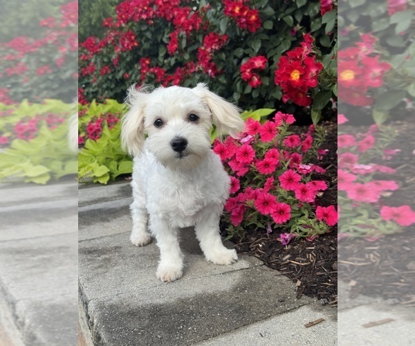 Medium Photo #5 Lhasa-Coton Puppy For Sale in CANOGA, NY, USA
