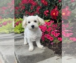 Small #4 Lhasa-Coton