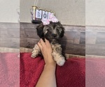 Small #14 Maltipoo