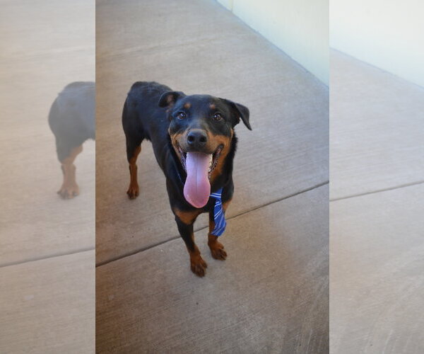 Medium Photo #1 Rottweiler-Unknown Mix Puppy For Sale in McKinney, TX, USA