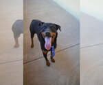 Small Rottweiler Mix