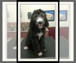 Small Photo #31 Sheepadoodle Puppy For Sale in RIALTO, CA, USA