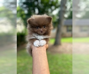 Pomeranian Puppy for sale in REX, GA, USA