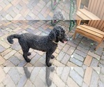 Small Photo #1 Goldendoodle Puppy For Sale in LEON, KS, USA