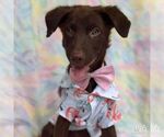 Small #1 Labrador Retriever Mix