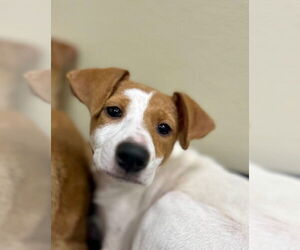 Chiweenie Dogs for adoption in Jefferson, NJ, USA