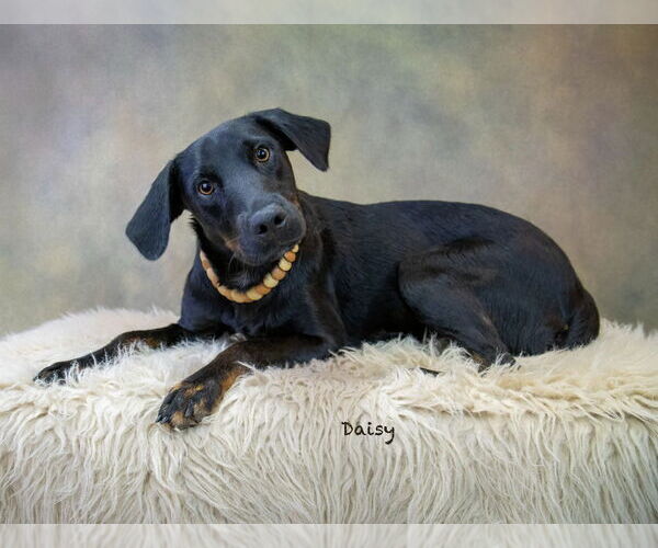 Medium Photo #6 Labrador Retriever-Unknown Mix Puppy For Sale in Hot Springs Village, AR, USA
