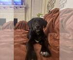 Small #1 Labrador Retriever Mix