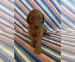 Puppy Chuck Goldendoodle