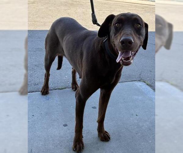 Medium Photo #1 Doberman Pinscher Puppy For Sale in Bakersfield, CA, USA