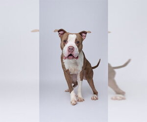 Mutt Dogs for adoption in Forestville, MD, USA