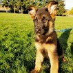 Small Photo #2 German Shepherd Dog Puppy For Sale in CASTLE ROCK, WA, USA