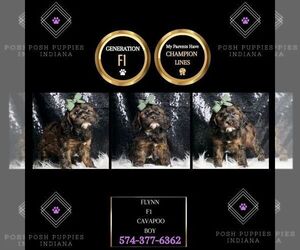 Cavapoo Puppy for sale in WARSAW, IN, USA