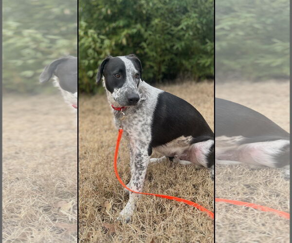 Medium Photo #6 Mutt Puppy For Sale in Euless, TX, USA