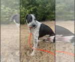 Small #5 Mutt