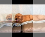 Small Photo #5 Golden Retriever Puppy For Sale in PARIS, TX, USA