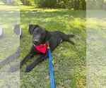 Small #7 Labrador Retriever Mix