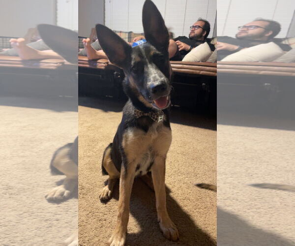 Medium Photo #6 German Shepherd Dog-Unknown Mix Puppy For Sale in Chandler, AZ, USA