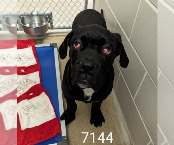 Medium Photo #6 Mastiff-Unknown Mix Puppy For Sale in Princeton, MN, USA