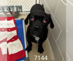 Small #5 Mastiff Mix