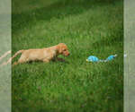 Small Photo #4 Labrador Retriever Puppy For Sale in FRESNO, OH, USA