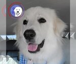 Small Photo #39 Great Pyrenees Puppy For Sale in Spring, TX, USA