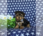 Small Photo #2 Yorkshire Terrier Puppy For Sale in NEW PROVIDENCE, PA, USA