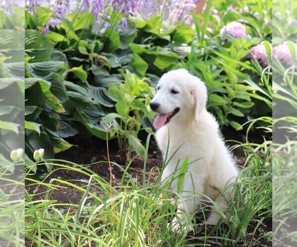 Medium Photo #15 Golden Retriever Puppy For Sale in GAP, PA, USA