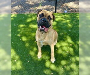Bullmastiff Dogs for adoption in Salinas, CA, USA