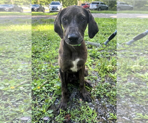 Medium Photo #2 Mutt Puppy For Sale in Hinton, WV, USA