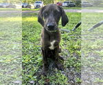 Small #1 Mutt