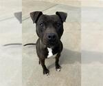 Small American Pit Bull Terrier