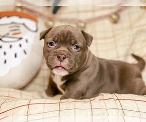 American Bully Puppy for sale in BEDFORD, MA, USA