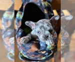 Small Photo #5 French Bulldog Puppy For Sale in PHELAN, CA, USA