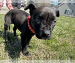 Small #4 American Staffordshire Terrier-Bullmastiff Mix