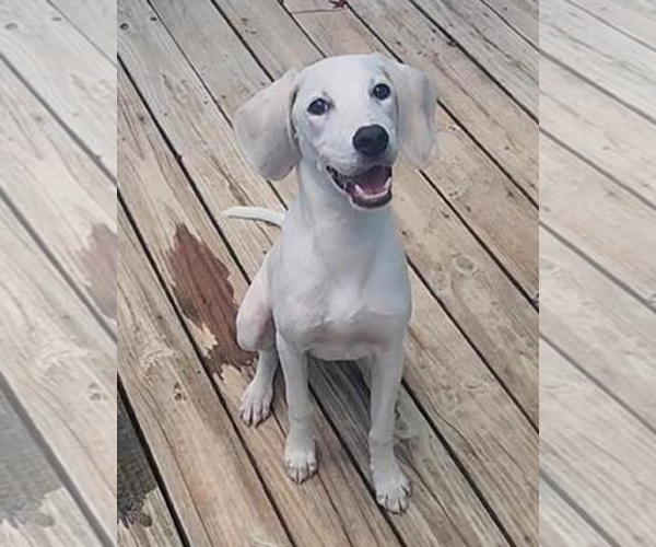 Medium Photo #7 Mutt Puppy For Sale in Murfreesboro, NC, USA