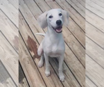 Small #6 Mutt