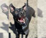 Small #16 Great Dane Mix