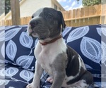 Puppy Pistol Great Dane