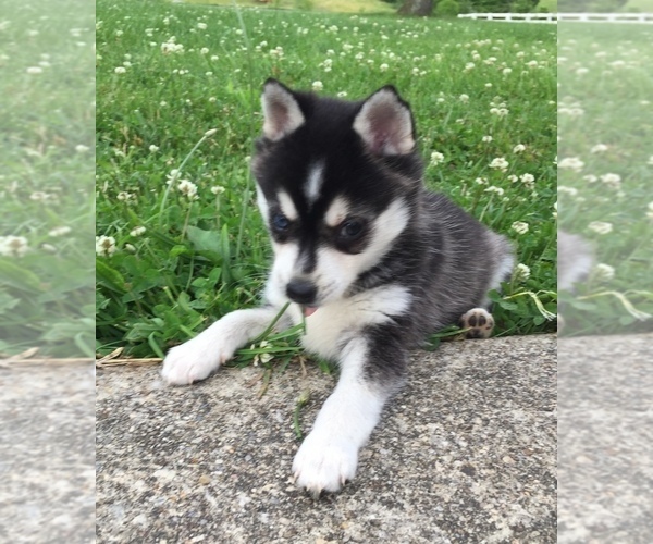 Medium Photo #12 Alaskan Klee Kai Puppy For Sale in WINCHESTER, OH, USA