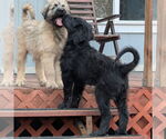 Small #2 Bouvier Des Flandres-Great Pyrenees Mix