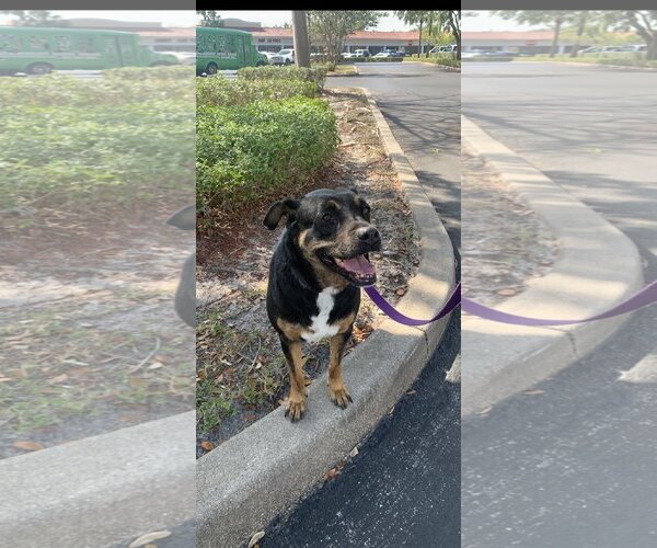 Medium Photo #4 Rottweiler-Unknown Mix Puppy For Sale in Royal Palm Beach, FL, USA