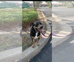 Small #3 Rottweiler Mix
