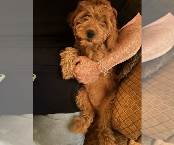 Medium Photo #3 Cavalier King Charles Spaniel-Poodle (Toy) Mix Puppy For Sale in CANON CITY, CO, USA