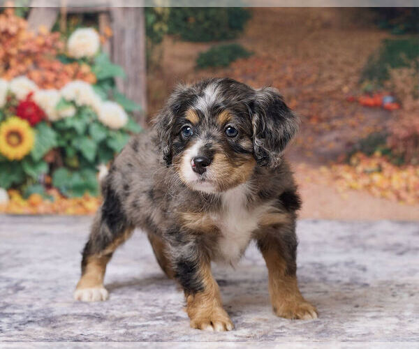 Medium Photo #2 Bernedoodle (Miniature) Puppy For Sale in DUNDEE, OH, USA