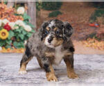 Kaley - Female Bernedoodle (Miniature) Puppy for Sale - Photo #2