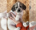 Small Photo #8 Great Pyrenees Puppy For Sale in RUTHERFORDTON, NC, USA
