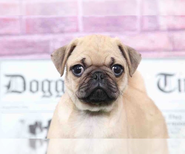 Medium Photo #2 Pug Puppy For Sale in BEL AIR, MD, USA