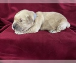 Small #7 Golden Retriever